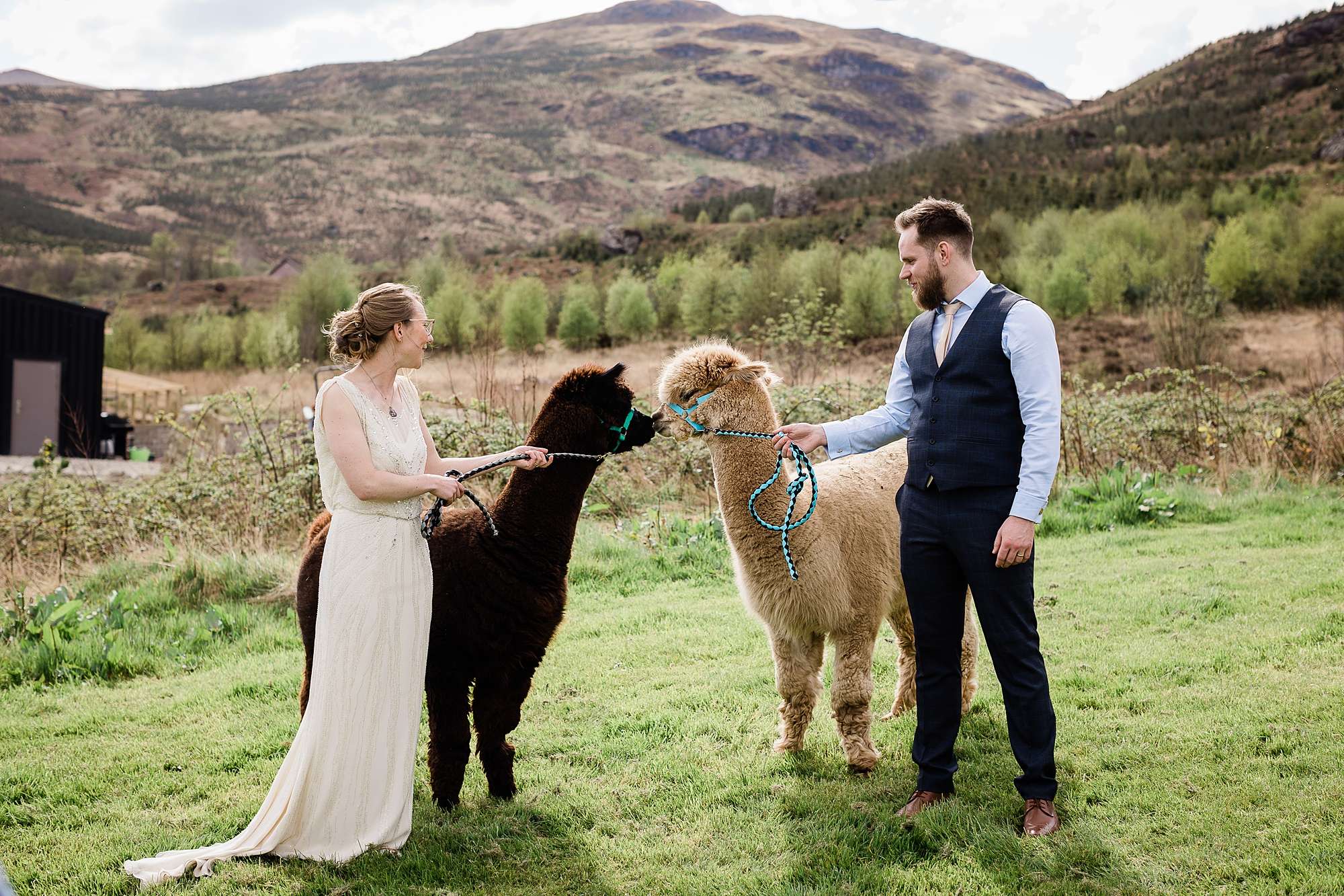 alpacas on short leads kissing each other with a bride and groom holding them
