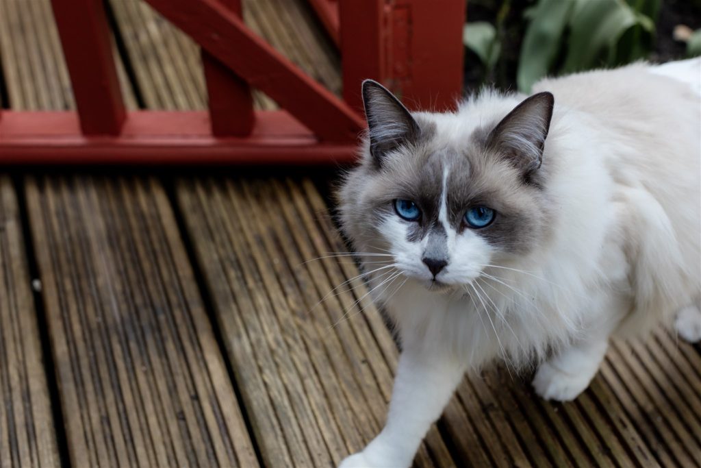 photo of a beautiful blue eyed ragdoll cat